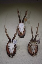 Konvolut 3 St. Kapitale Rehgeweihe, Gehörn, Jagd, Trophäe, Deko, Vintage