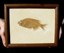 BEAUTIFUL FRAMED CARNIVEROUS PHAREODUS W/ MOUTH FULL OF TEETH - GREAT GIFT IDEA!