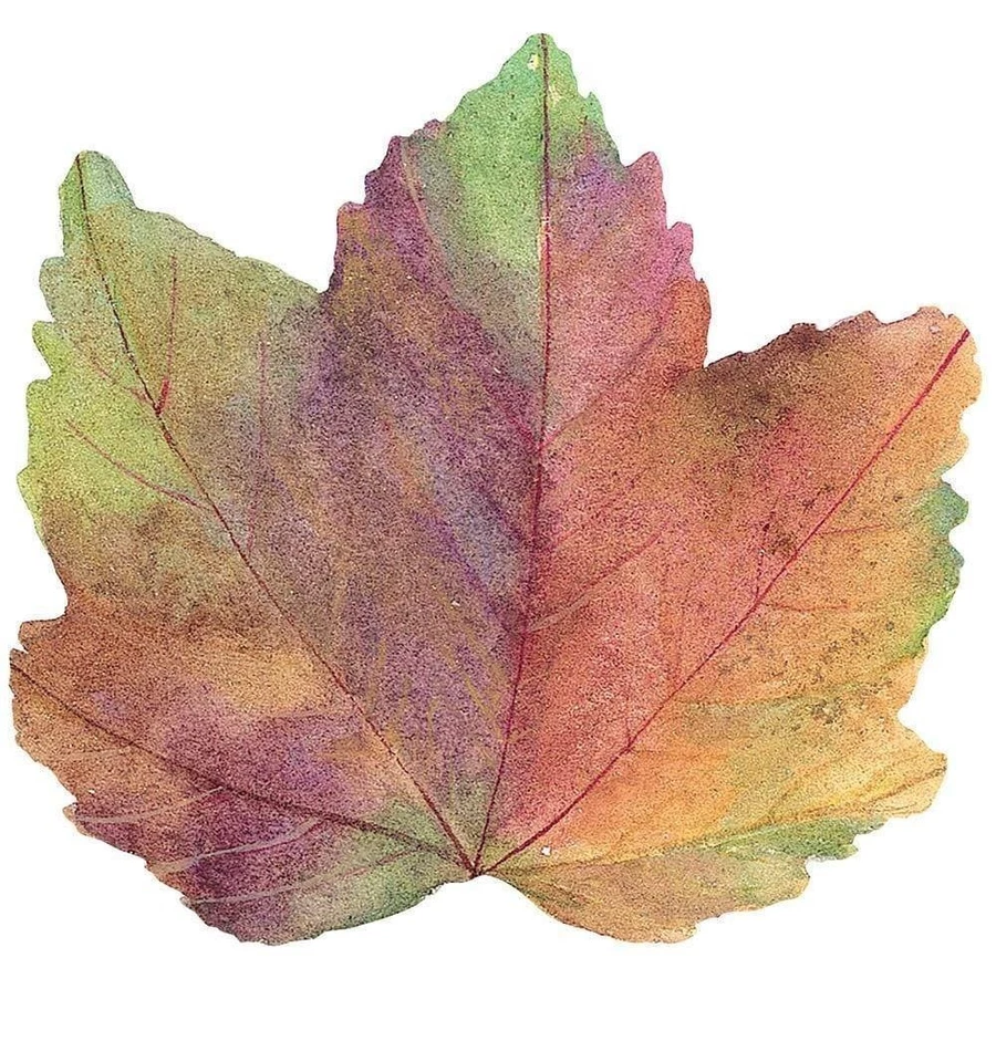 Caspari gestanztes Tischset, Herbstblatt - 4er Set (3066PMS) - Bild 1 von 1