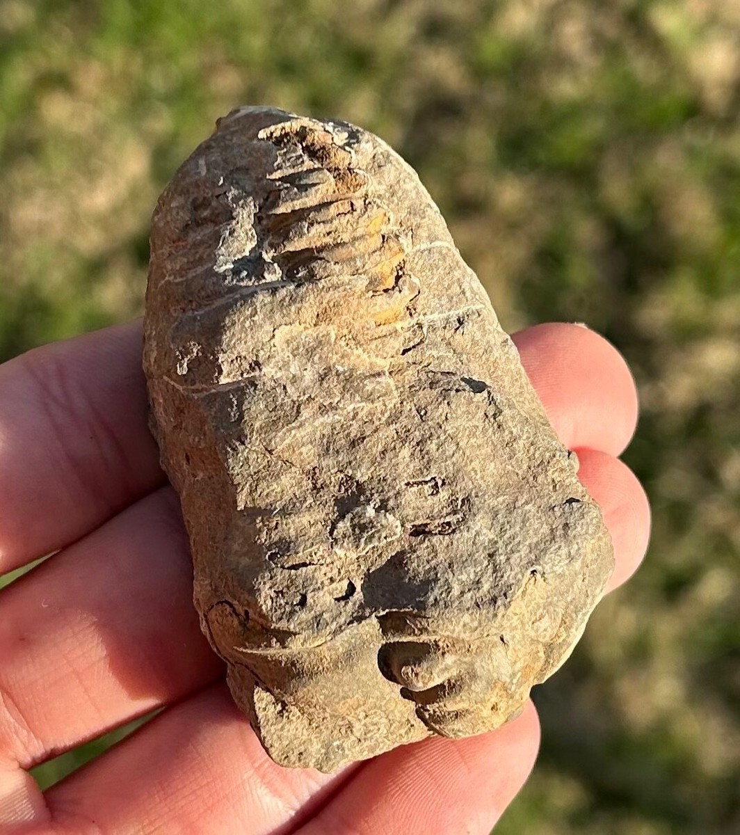 Morocco Fossil Trilobite Diacalymene sp. Devonian Fossil Bug Pre