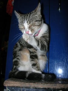 silver cross isofix base ebay