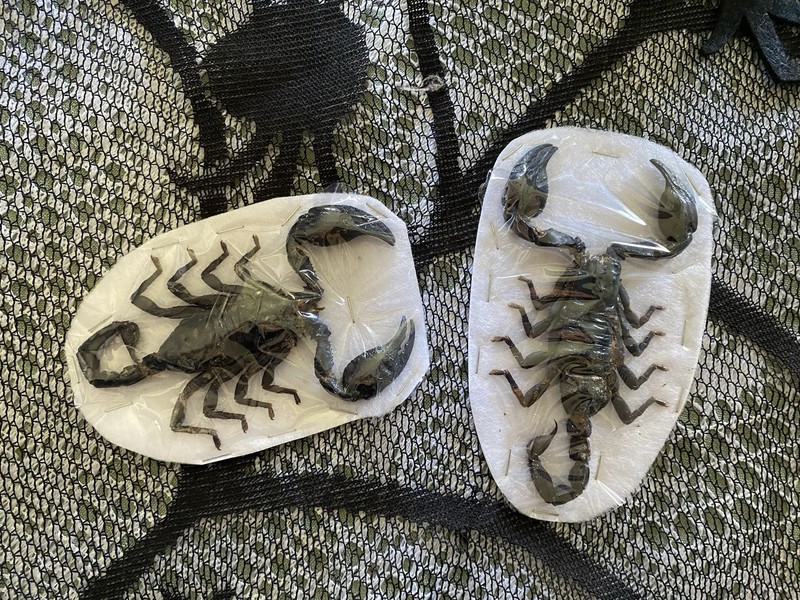 Pair of Preserved Scorpions Mounted on White Display Cards