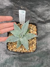 Agave ovatifolia ‘Whales tongue Agave’ 2 Litre