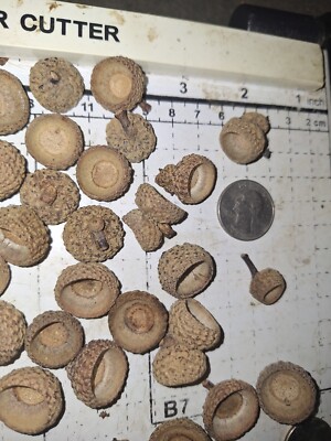 Acorn Caps For Crafts 100 real Oak Acorn CAPS Mixed Sizes 2024