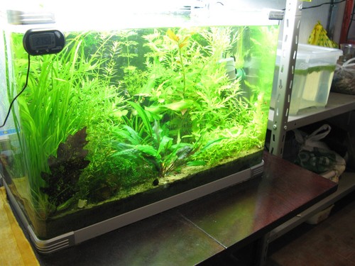 Fertilizzante acquario PMDD 150 grammi Potassio Magnesio Ferro chelato e Micro - Foto 6 di 11