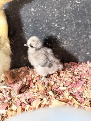 Hatching Chicken Eggs - By The Dozen - 25+ Species