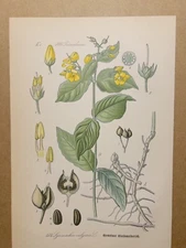 1886 ANTIQUE LITHOGRAPH ILLUSTRATION BOTANY FLOWER FLORA NATURE DECOR PICTURE...