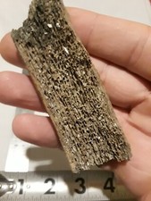 Whale Bone Fossil Chesapecten Jeffersonius Yorktown Fossil bed