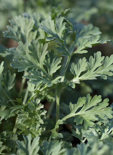 Erba da tè all'artemisia essiccata (Artemisia Vulgaris) BIO UA - Foto 3 di 3