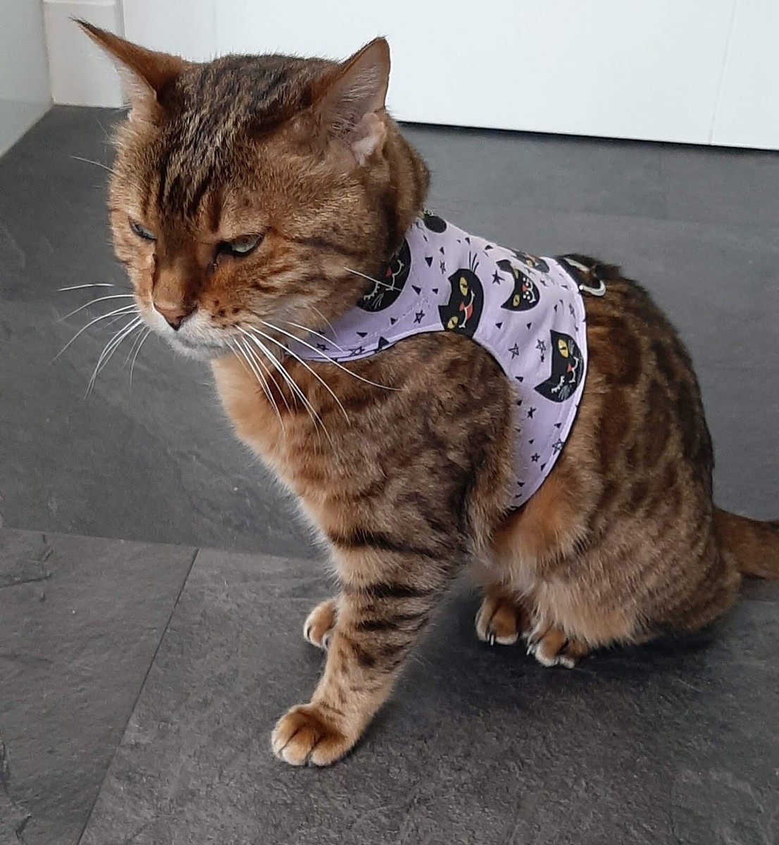 Cat Collar Bengal Harness CAT HARNESS WALKING JACKET By LAND O