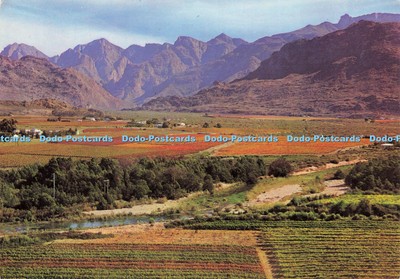 D217066 Cape Autumn Colours in the Vineyards Hex River Valley Frameworthy Public