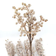 Simply Stunning Set of 5 Mini Berry Frosted Picks Champagne by Janine Graff