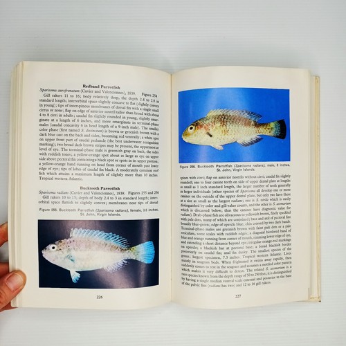 Caribbean Reef Fishes by John E. Randall. - Picture 13 of 15