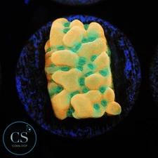 CS WWC KUNG POW MONTI - WYSIWYG LIVE CORAL