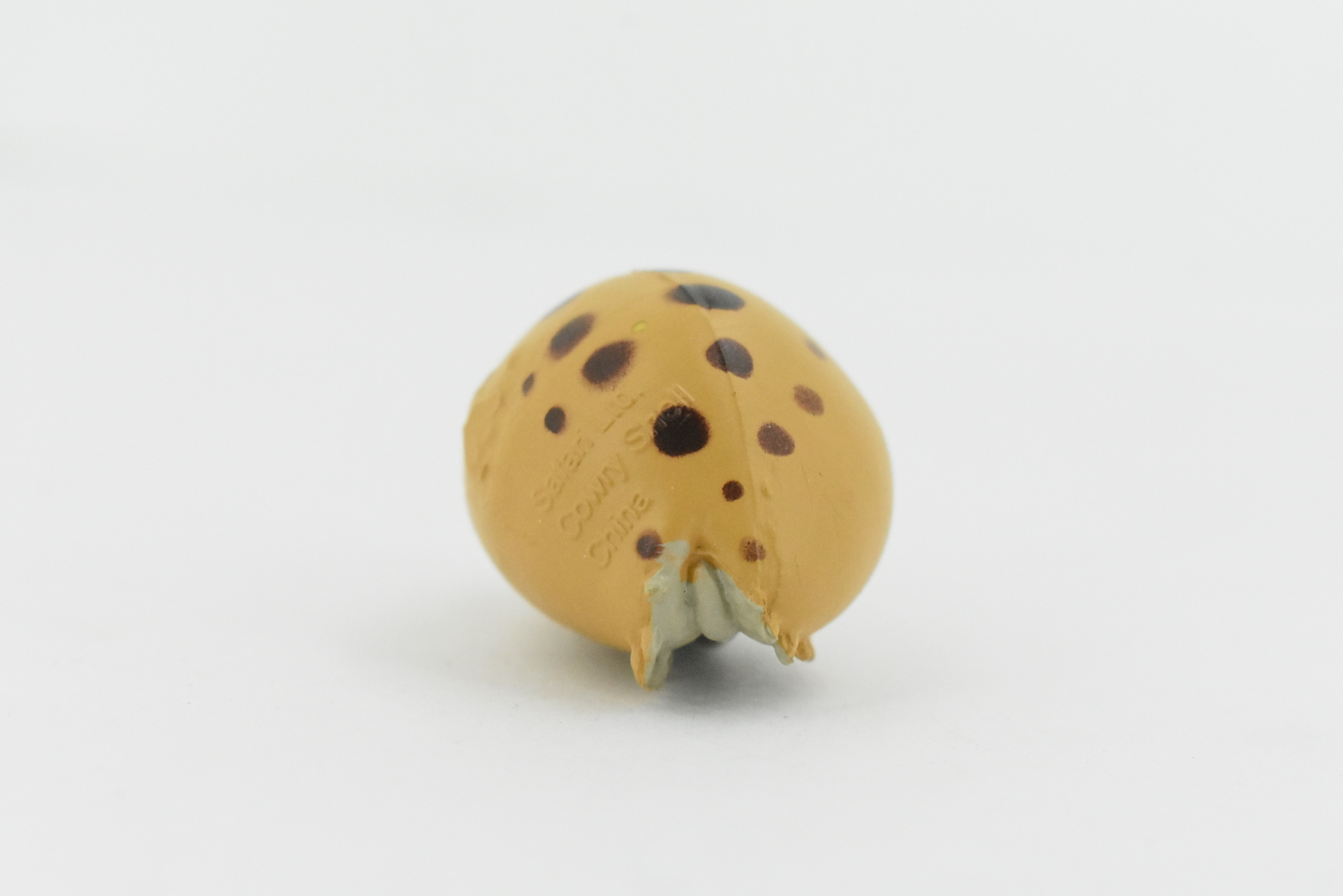 Toy Cowrie Cowry Shell, Plastic Figure, Model, Realistic, Gift, 1 1/2 ...