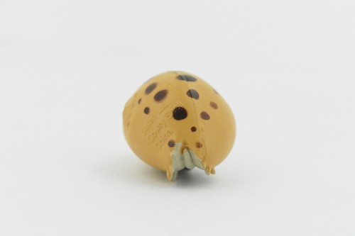 Toy Cowrie Cowry Shell, Plastic Figure, Model, Realistic, Gift, 1 1/2 ...