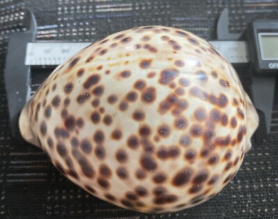 Vintage Cypraea Tigris Schilderiana Cowrie Shell 110mm from Big Island HAWAII