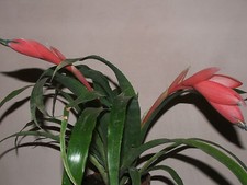 RARE PINK BILLBERGIA BROMELIAD adult indoor plant conservatory plant BROMELIAD