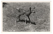 American Spotted Fawn Deer Vintage Postcard