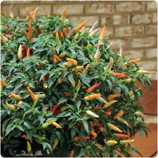 Chilli Pepper 'Hot Basket of Fire' x 3 Plug Plants for Potting on