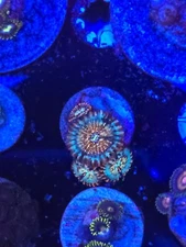 wysiwyg white zombie zoa 4 heads live coral/lps/sps/shroom/zoa
