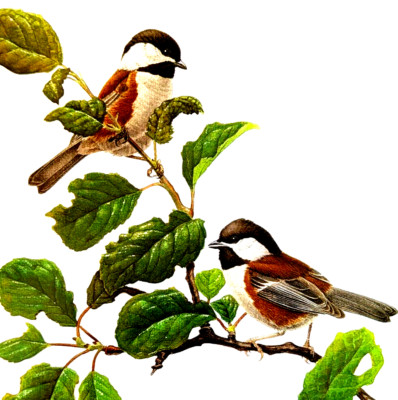Lansdowne Birds Chestnut-backed Chickadee 10X14 Vintage Art Print Book Plate 37