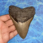 MEGALODON SHARK TOOTH 4.73” HUGE TEETH MEG SCUBA DIVER DIRECT FOSSIL NC 2378