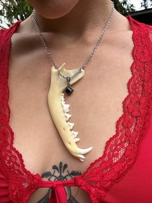 Coyote Jaw Necklace With Sterling Silver Onyx Pendant