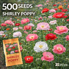 500 Shirley Poppy Seeds – Mixed Pastel Annual Wildflower Garden