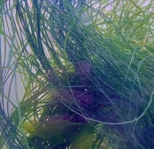 -CC- Live Sea Grass Rock Macroalgae Reef Tank Refugium Seahorse Tank