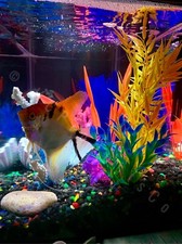 Remote Controlled Fish Tank LED Lights with 20 Color and Motion Options