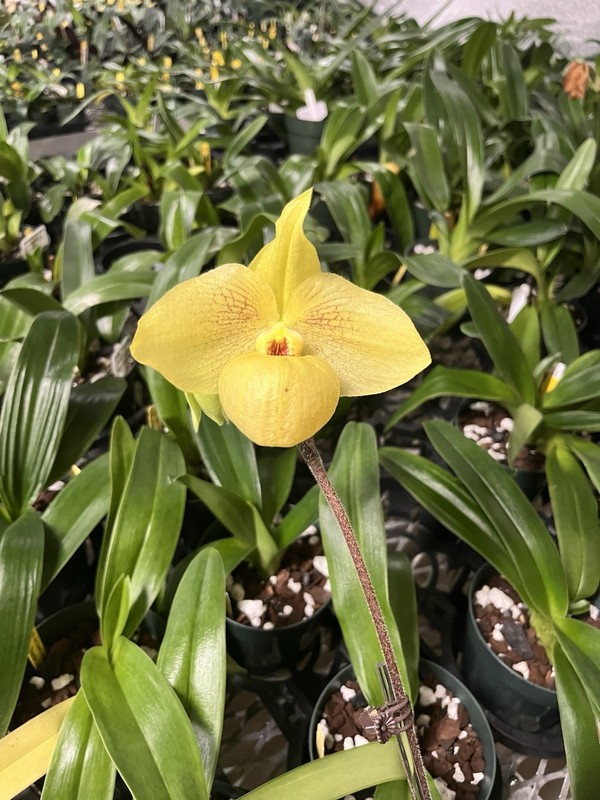 Paph Franz glanz (emersonii X Armeniacum) Yellow Parvi Hybrid