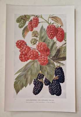 WEATHERS Loganberries and Kindred Fruits (1913 Fruits Chromolithograph)