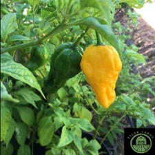 10+ Big Yellow Mama Pepper Seeds | Superhot chile seeds | USA Grown
