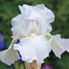 1 - WHITE IMMORTALITY GERMAN BEARDED IRIS Bulb Root Rhizome * Reblooming