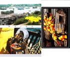 MAINE LOBSTER (3) Mint Continental Chrome Postcards Lot #7