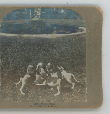 Puppies Super Time Universal Animals Genre Stereoview