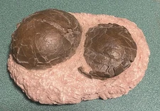 MUSEUM BLOWOUT!--Dinosaur "Egg Nest" from China