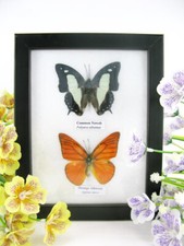 2 farfalle vere, imbottite, bellissime in vetrina - pezzo unico - murale - 2  33