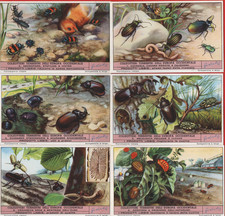 FIGURINE LIEBIG SERIE COMPLETA COLEOTTERI TERRESTRI N°1476 ANNO 1949 ED:ITALIANA
