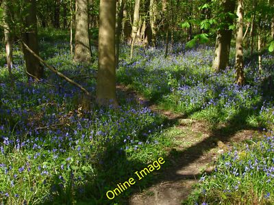 Foto 12x8 Bluebell Woods Bowsey Hill Bluebells in Fülle im Wald c2014