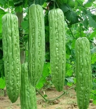 10+Green Skin Long Bitter Gourd seeds Bitter melon Seeds Ku Gua Asian Vegetable