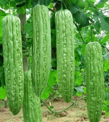 #ad #ad 10Green Skin Long Bitter Gourd seeds Bitter melon Seeds Ku Gua Asian Vegetable $3.87