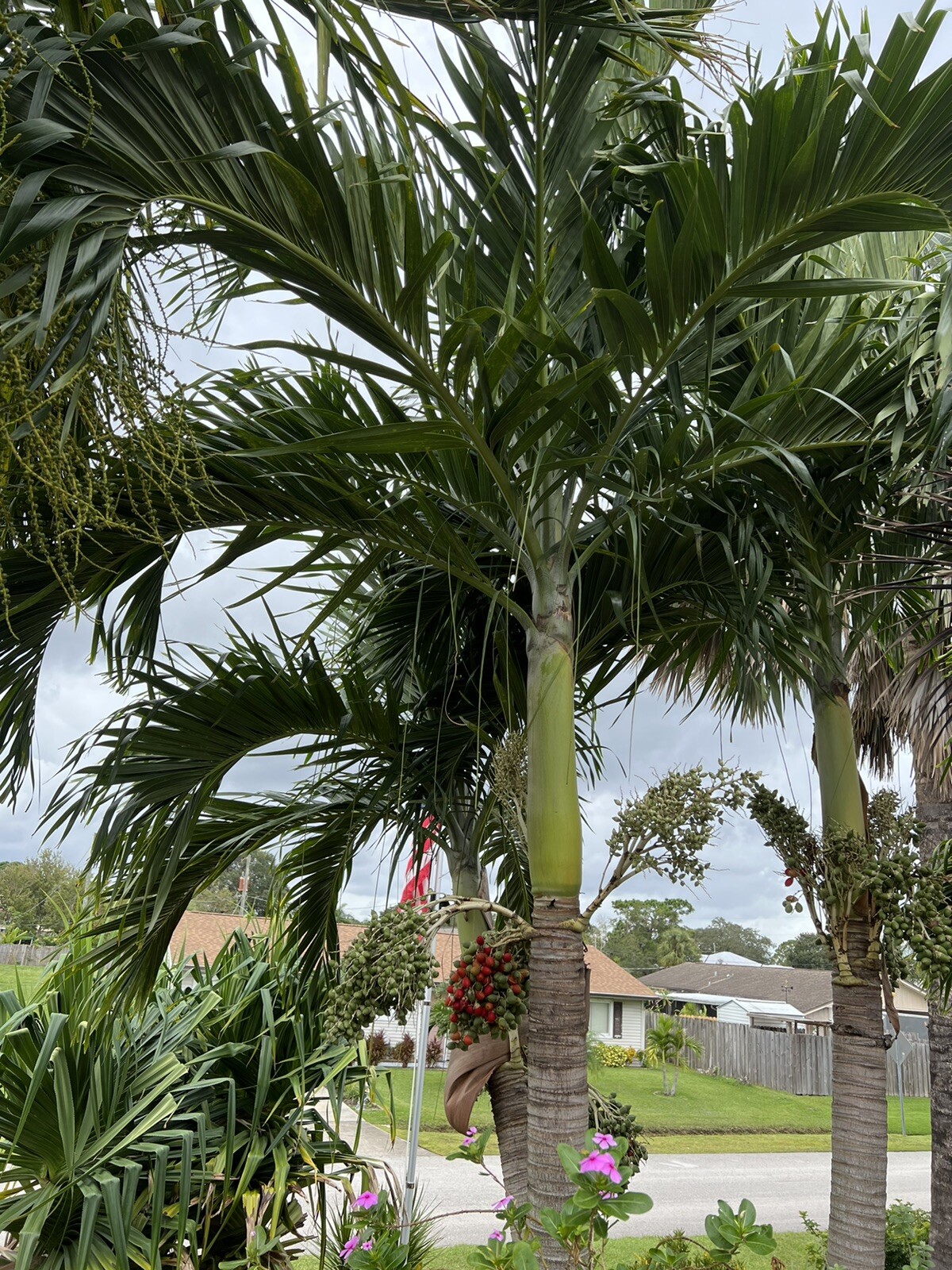 Christmas palm tree seeds eBay