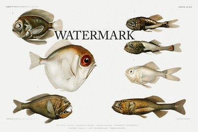 DEEP SEA FISH var-2 Campagnes Scientifique  1889 Albert I of Monaco 17x26 REPRO