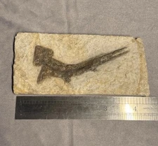 AUTHENTIC Pararhinchodon Fossil Shark 150+ Million Years Old-Collector  fossil 