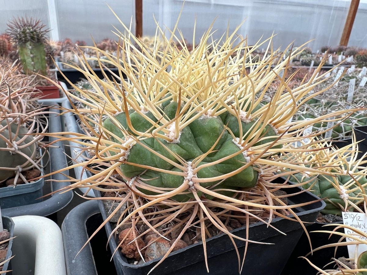 mammillaria hahniana pflege Mammillaria Hahniana Cactus main image 0