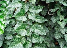 12 English Ivy Live Plant Cuttings PERENNIAL 6 Inches Long