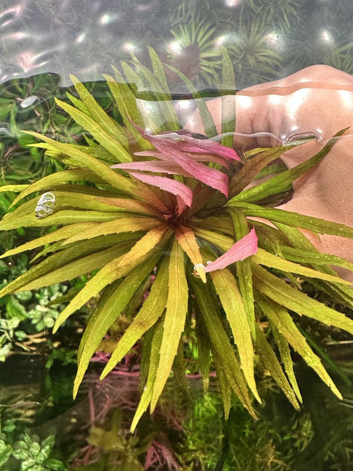 Pogostemon Sp Kimberly Rare Live Aquarium Plant eBay