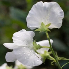 Perennial Sweet Pea Pearl White - 15 Seeds - Vine -  Lathyrus Latifolius